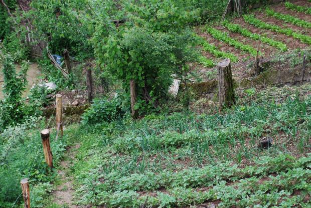 O que plantar ao lado da batata para otimizar a horta