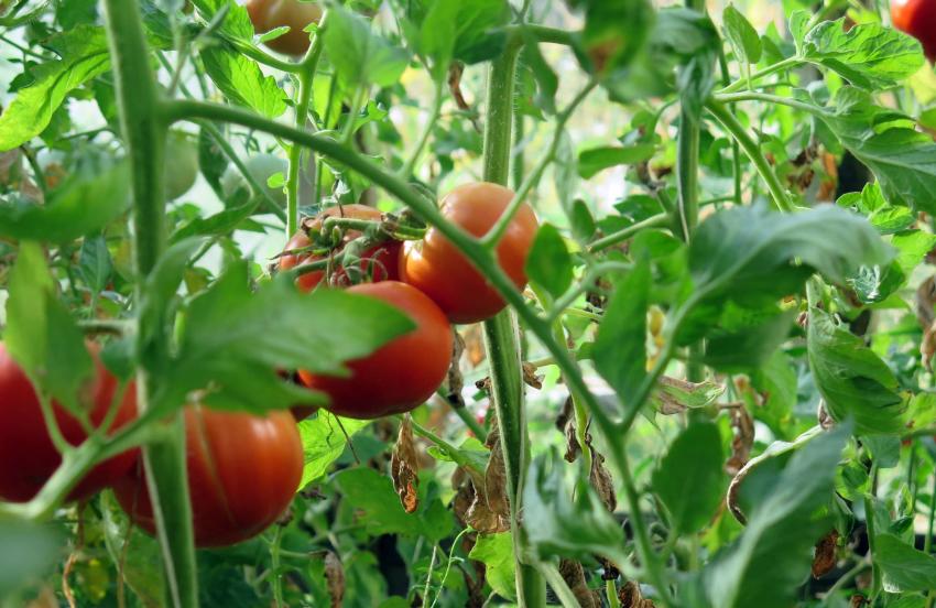 Por que as folhas do tomate se enrolam para baixo?