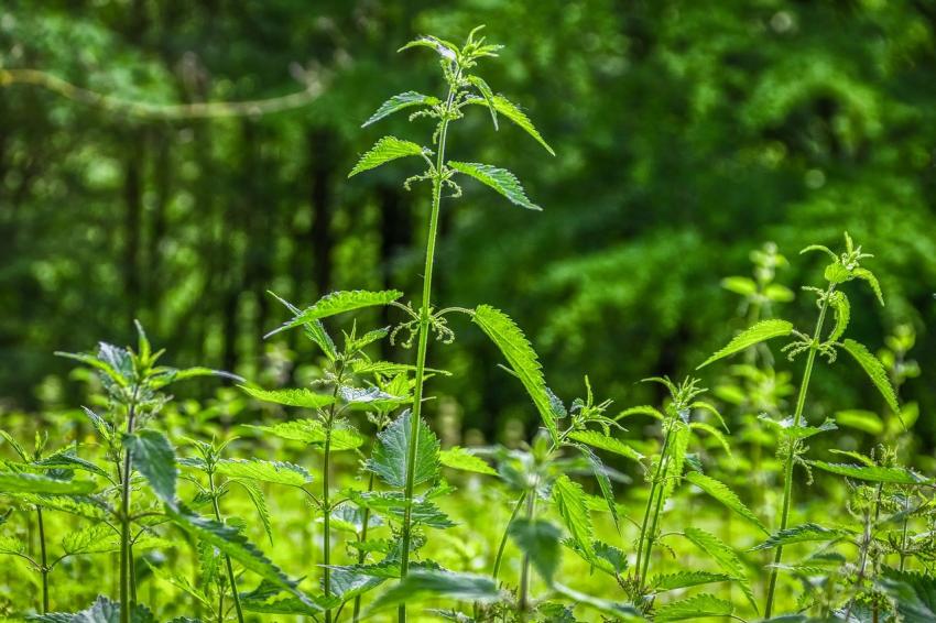 A urtiga é um excelente fertilizante orgânico para pepinos