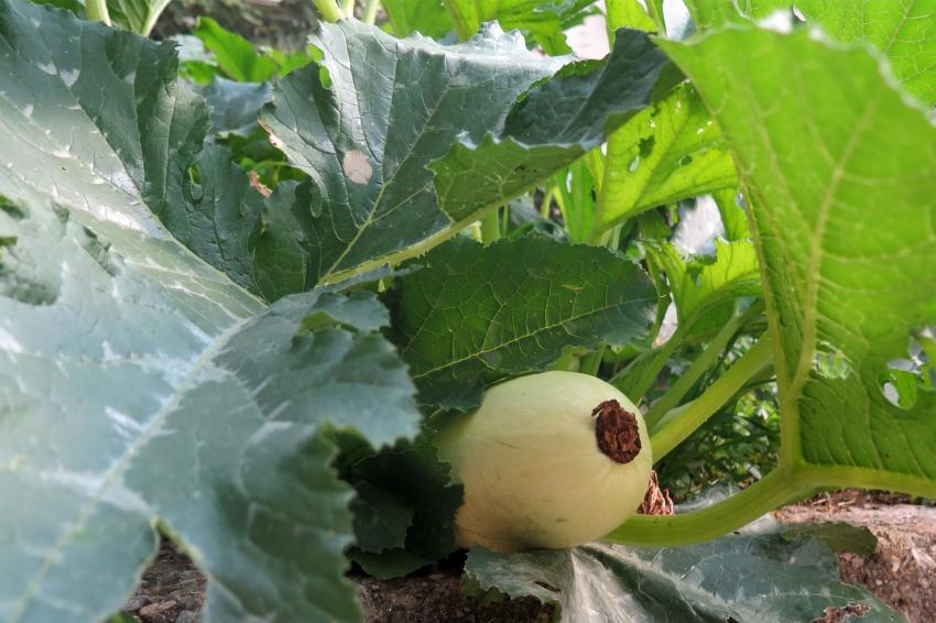 Como regar a abobrinha quando cultivada ao ar livre?