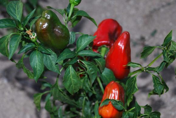 Nutrição adequada da pimenta