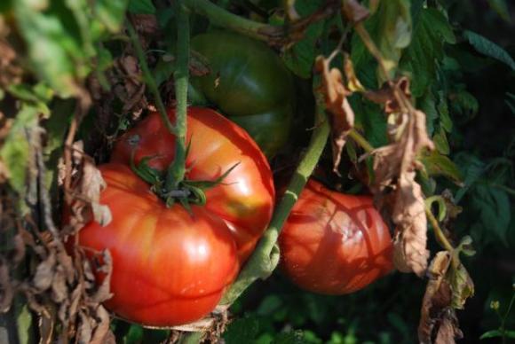 A beladona é um sério inimigo do tomate, da pimenta e de muitas frutas