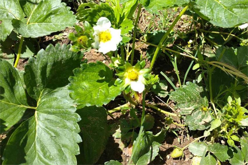 O ácaro do morango ameaça não só a colheita futura, mas também as plantas