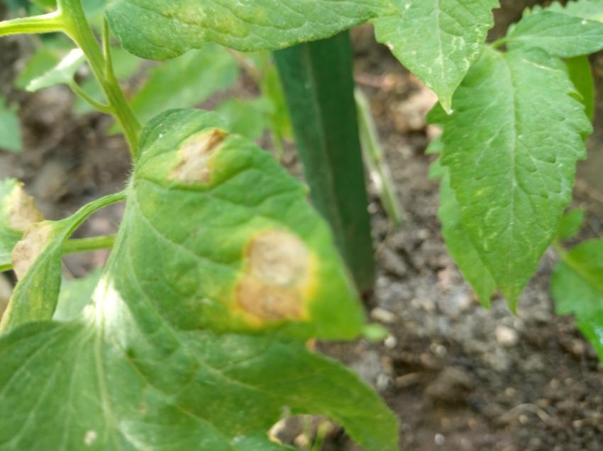 Alternaria é uma importante doença das plantas no início do verão