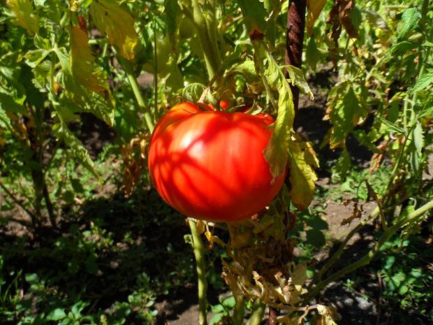 Remover algumas folhas de tomate não deve ser um fim em si mesmo