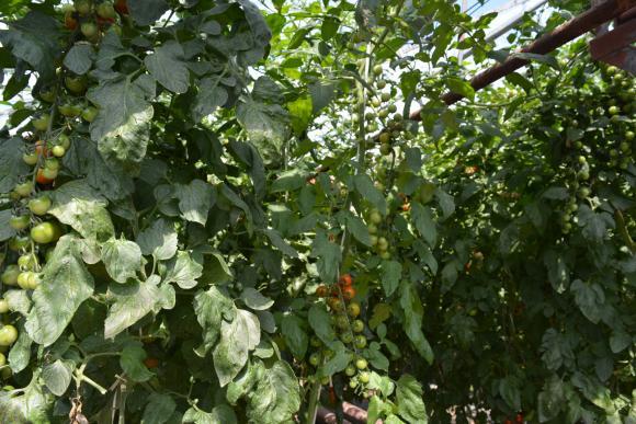 A formação adequada das plantas aumenta a produtividade