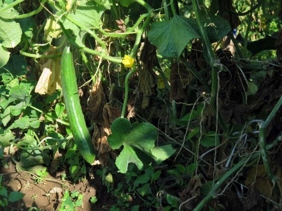 Nas folhas dos pepinos você pode determinar a deficiência de nutrientes