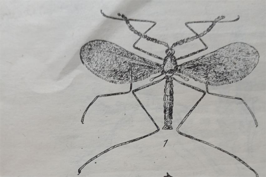 Não subestime as moscas do trigo – sem. Itonididae (Cecidomydae) e Anthomylidae