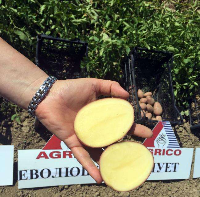 Corte as batatas quando não há material de plantio suficiente