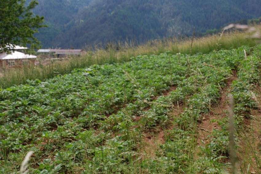 O sucesso na luta de ervas daninhas depende do conhecimento deles
