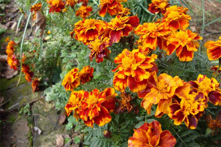 Que flores plantar para pepinos para uma colheita melhor