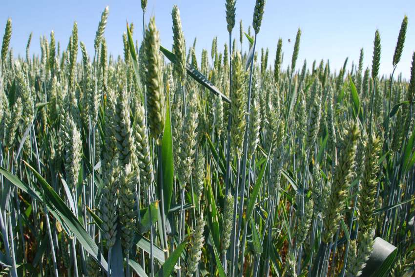Como reduzir as normas de fertilizantes sem afetar o rendimento?
