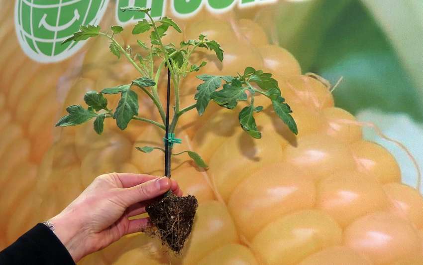 As plantas sinalizam para problemas, mas precisamos reconhecer os sinais