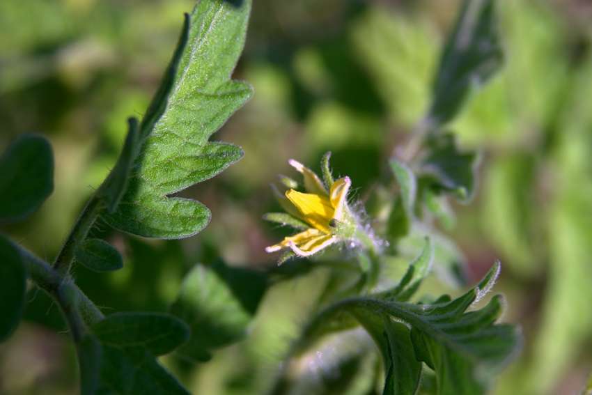 Colisão de tomate – necessidade e regras