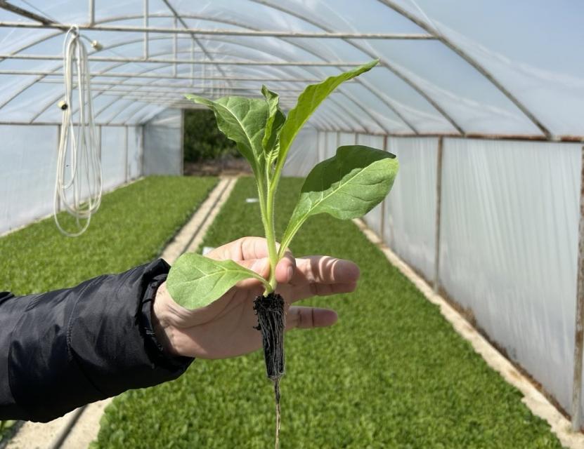 A American Giant escolheu a Bulgária para testar variedades de tabaco