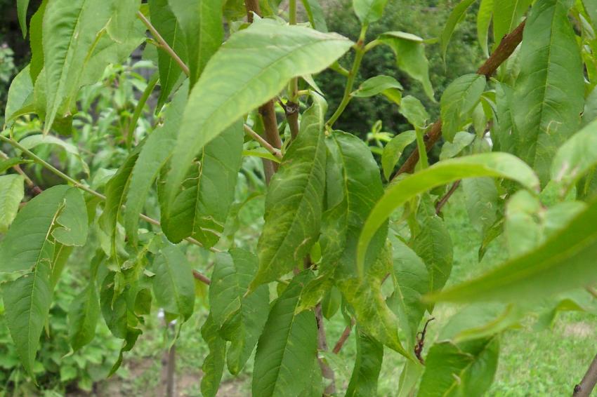 Diagnóstico foliar no final da primavera e início do verão