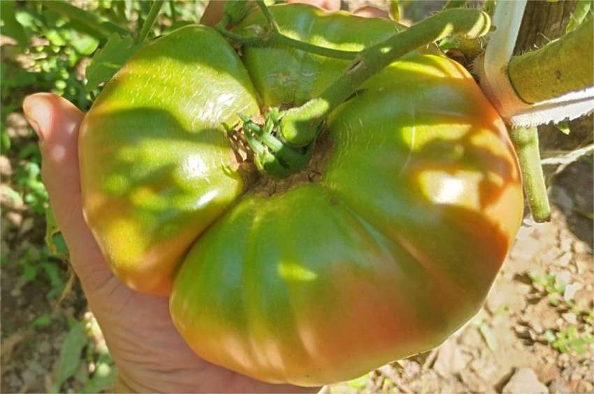Tomates nutritivos sem risco para plantas