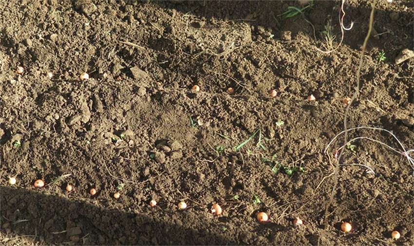Culturas vegetais que são mais resistentes à seca