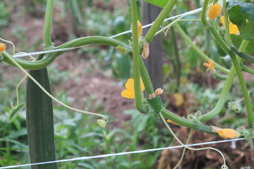 Estresse térmico em plantas e métodos de proteção