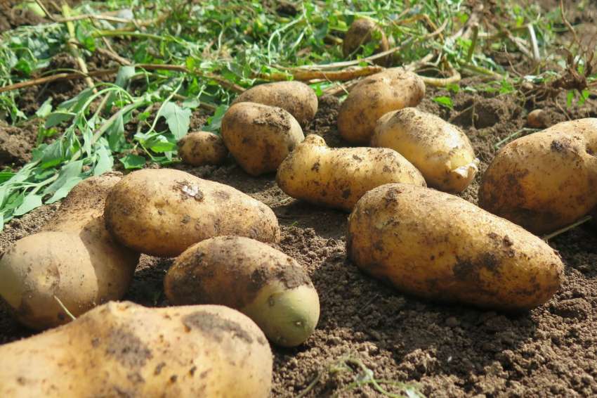 Batatas – Por que e quando deve ser feito?