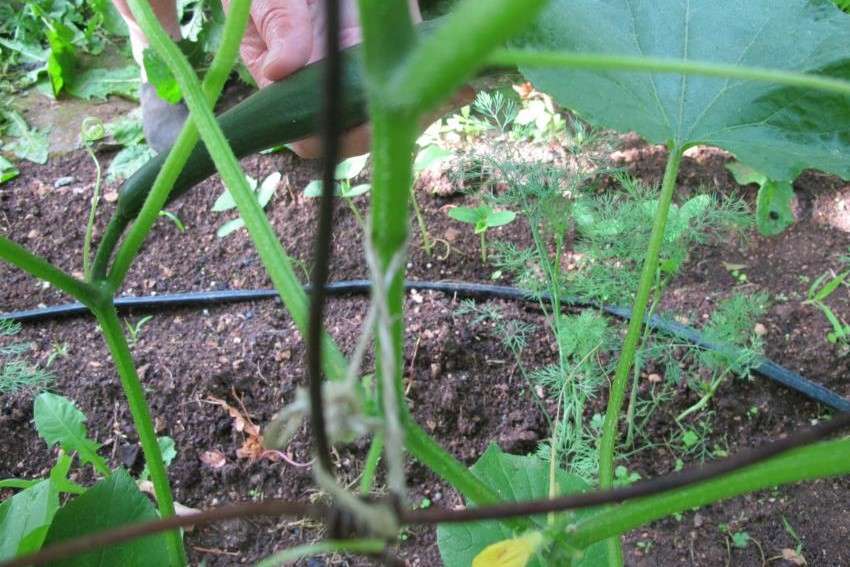Reguar pepinos durante a floração e frutificação