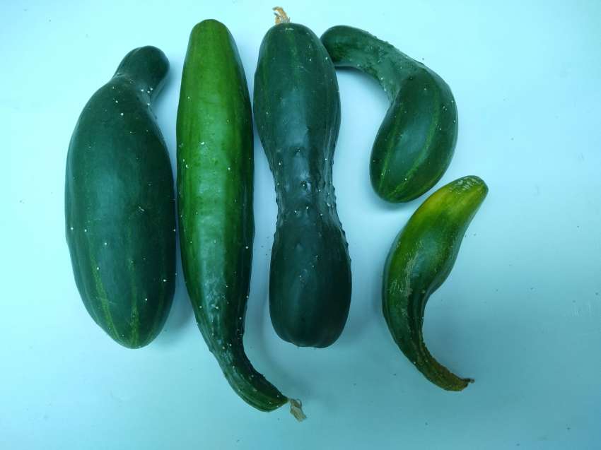 Por que os pepinos crescem em forma irregular e pode impedi -lo