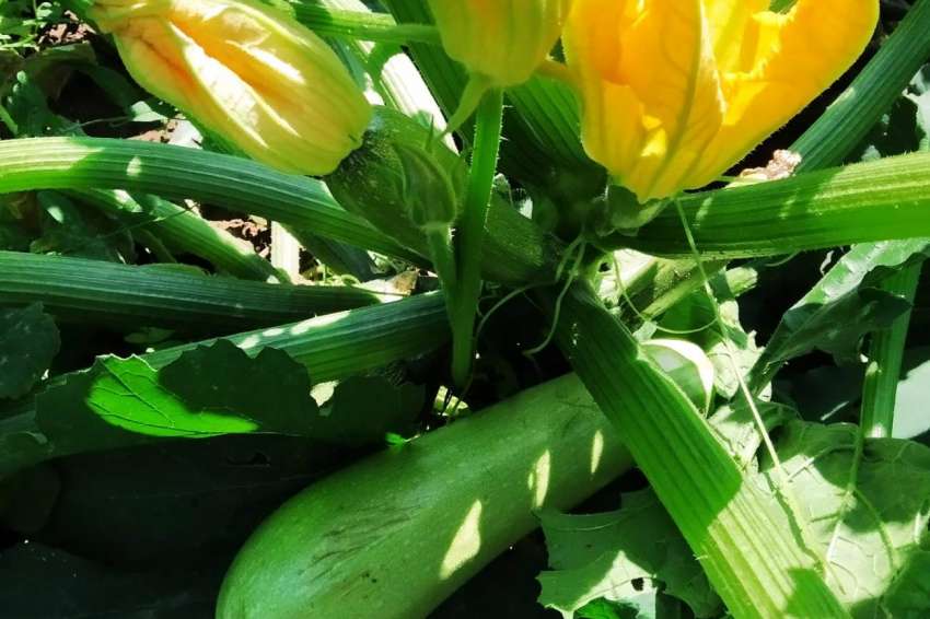 Renascença de outono para abobrinha