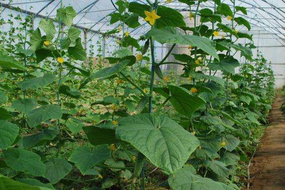 Por que os pepinos se tornam ocos e como impedir os erros e soluções mais comuns