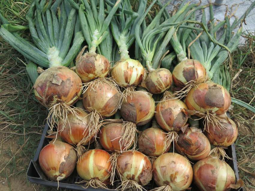 Flocos de jardim de cebola: fertilizante natural, inseticida e estimulante de crescimento