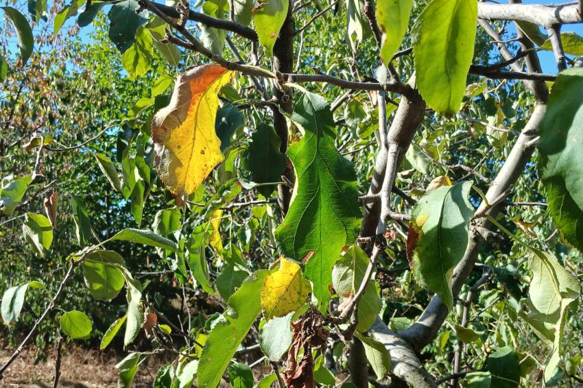 Novos testes na frente de fundos: frio, seca e doenças ameaçam a colheita