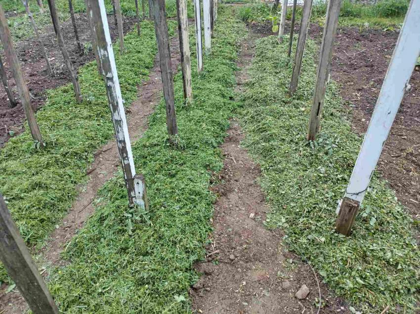 Humate de potássio-quando é setembro A melhor hora para aplicar este bioestimulador