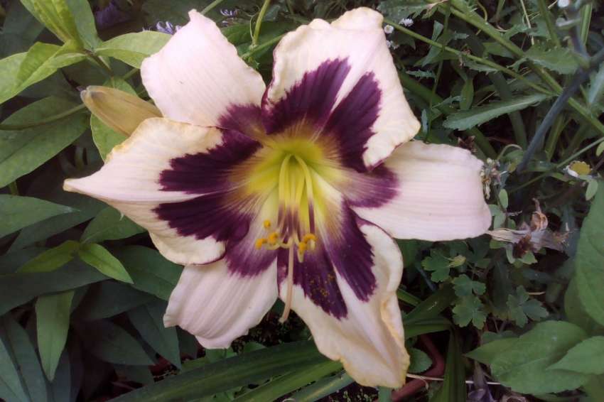 Setembro é o melhor momento para plantar lírios