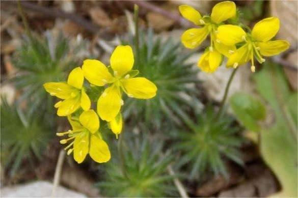 Na Turquia, eles descobriram uma nova planta – “Hairy Dumpy”