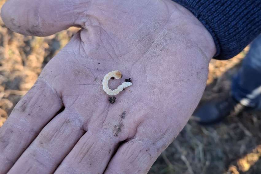 E para o “Ouro Negro” haverá subsídios para sprays de inverno em 2026.