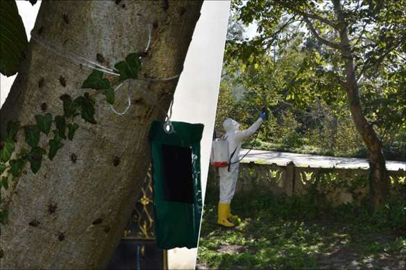 Quase 1.300 especialistas na Turquia estão lutando contra o fedorento gambá marrom